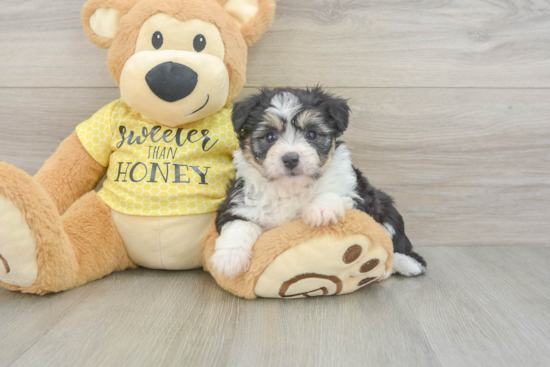 Small Aussiechon Baby