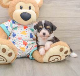 5 week old Aussiechon Puppy For Sale - Premier Pups