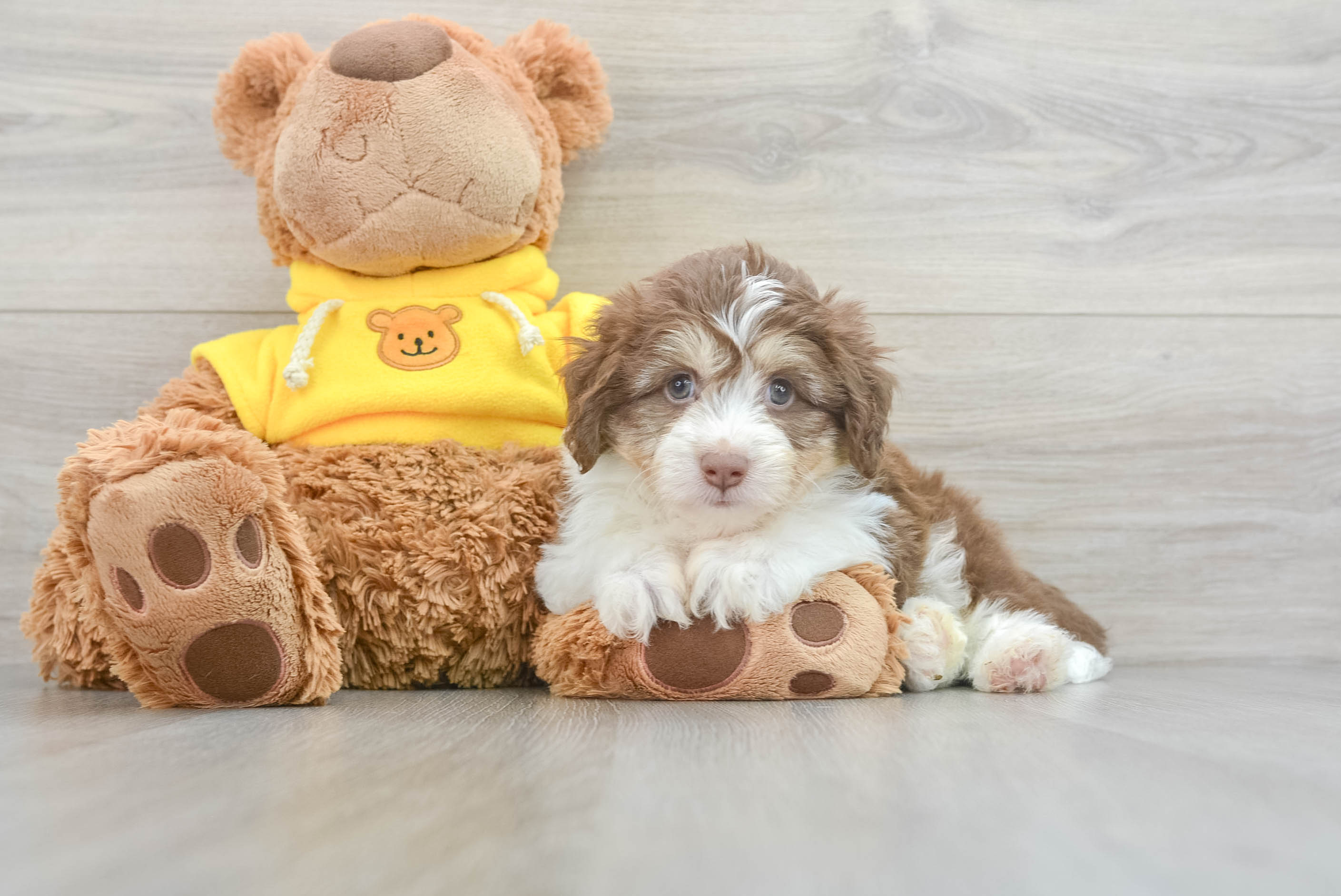 Adorable Australian Designer Puppy