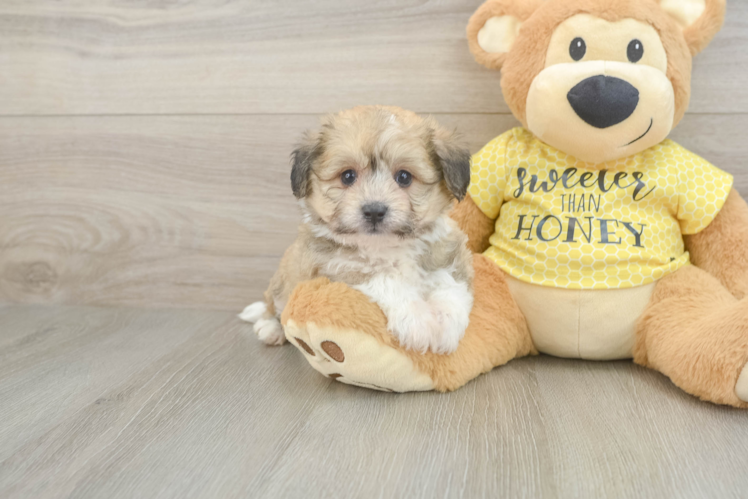 Friendly Aussiechon Baby