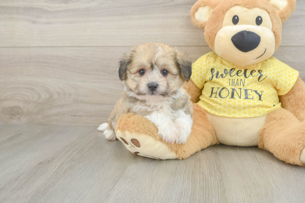 Friendly Aussiechon Baby