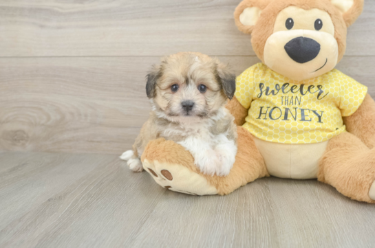 Friendly Aussiechon Baby