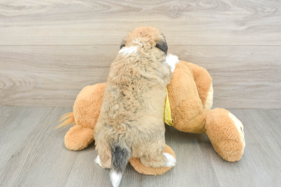 Best Aussiechon Baby