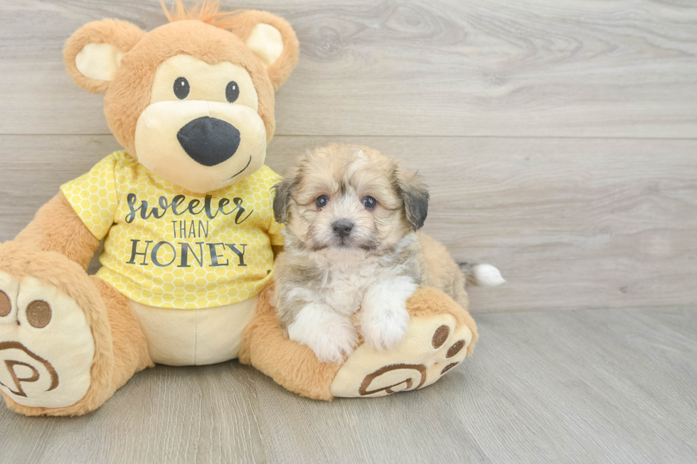 Best Aussiechon Baby