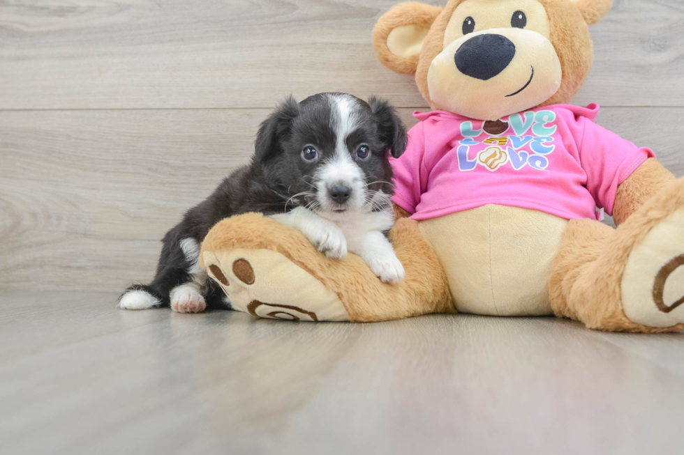 Aussiechon Puppy for Adoption