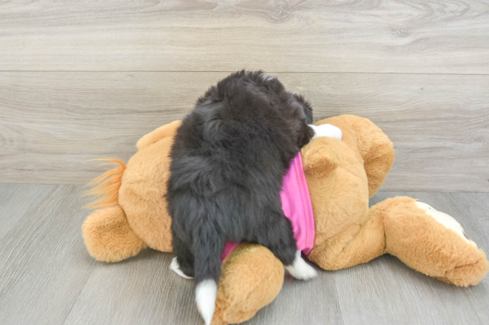 Little Aussie Bichon Designer Puppy