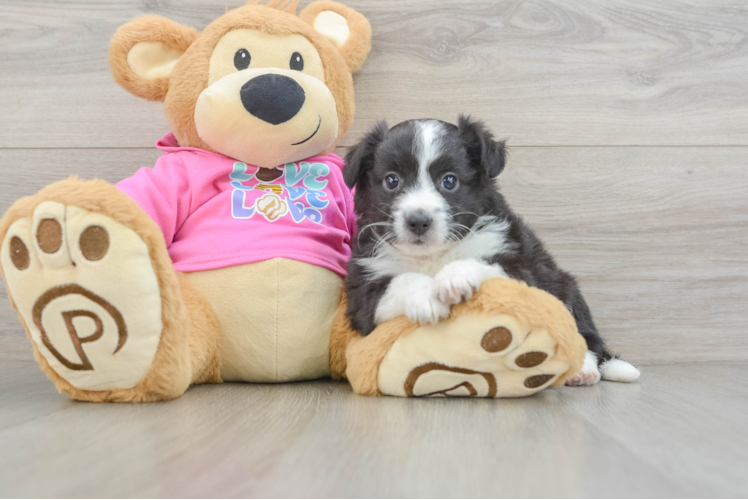 Petite Aussiechon Designer Pup