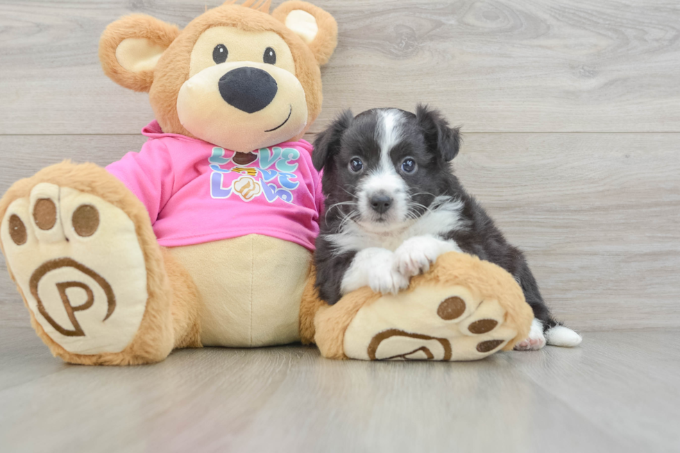 Petite Aussiechon Designer Pup