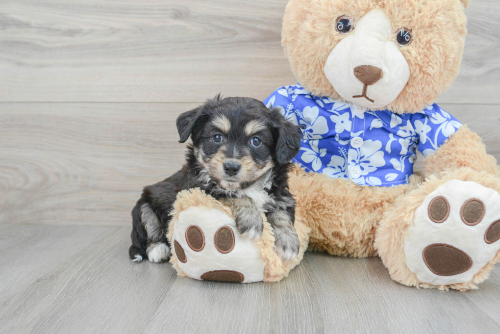 Aussiechon Puppy for Adoption