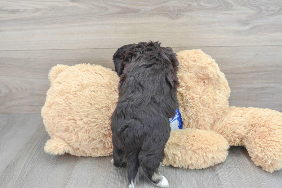 Adorable Australian Designer Puppy