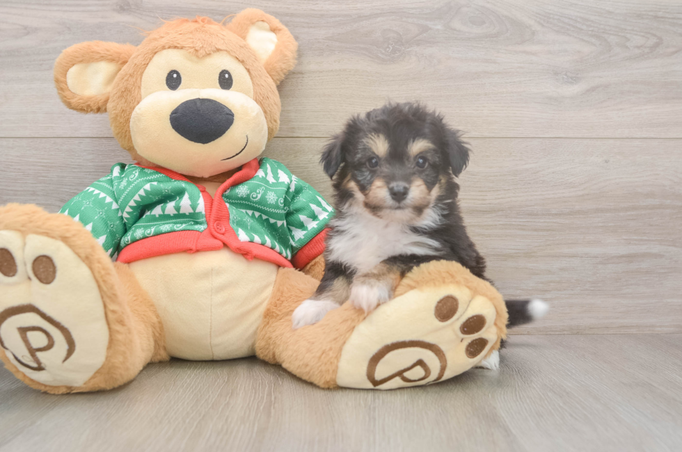 6 week old Aussiechon Puppy For Sale - Premier Pups