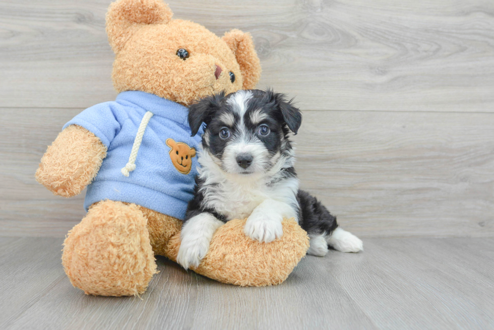 Aussiechon Puppy for Adoption