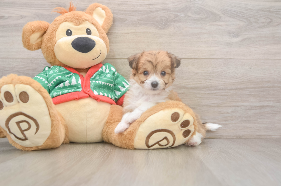 6 week old Aussiechon Puppy For Sale - Premier Pups