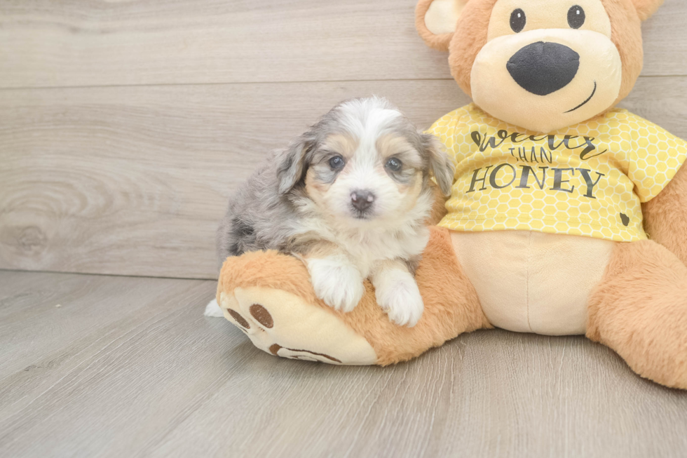 Best Aussiechon Baby