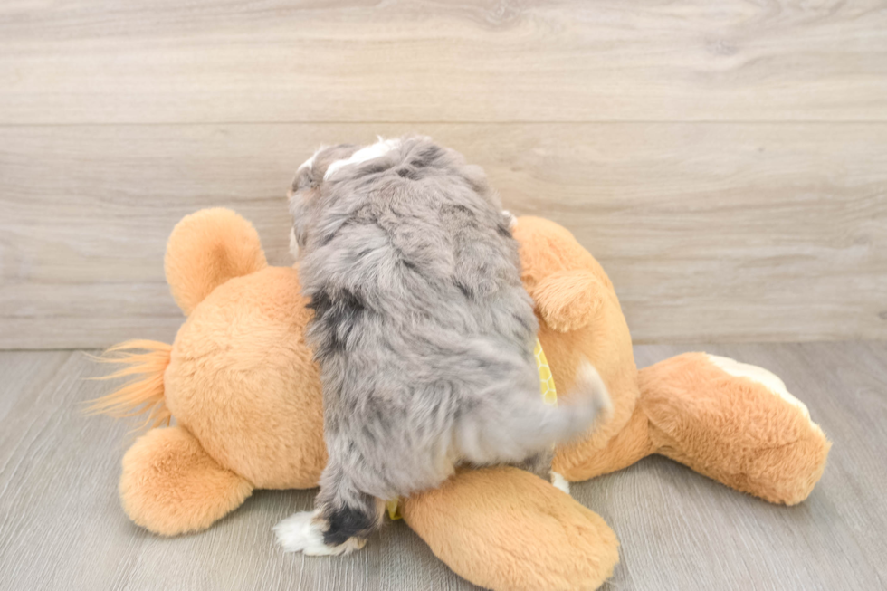 Petite Aussiechon Designer Pup