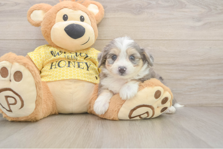 Petite Aussiechon Designer Pup