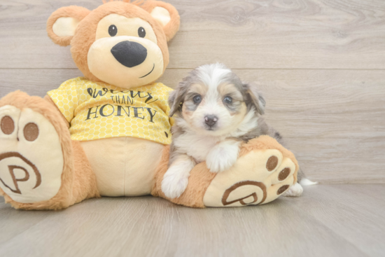 Petite Aussiechon Designer Pup