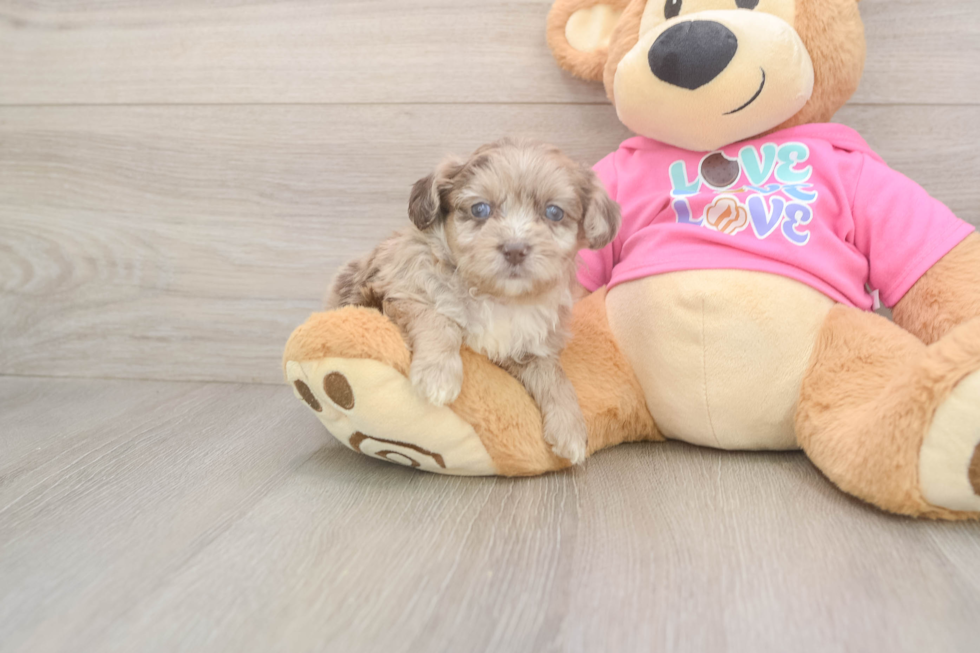 Best Aussiechon Baby