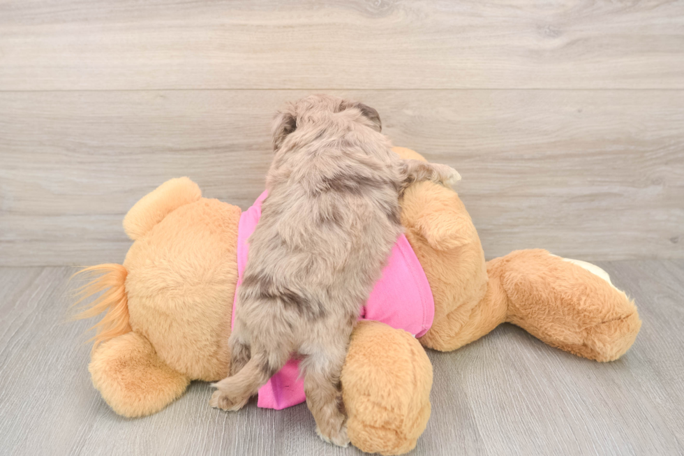 Popular Aussiechon Designer Pup