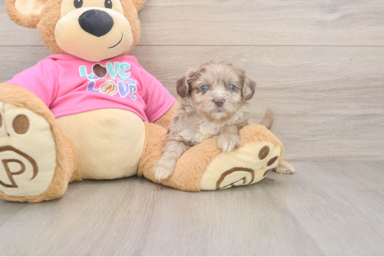 Aussiechon Pup Being Cute