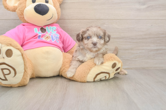 Aussiechon Pup Being Cute