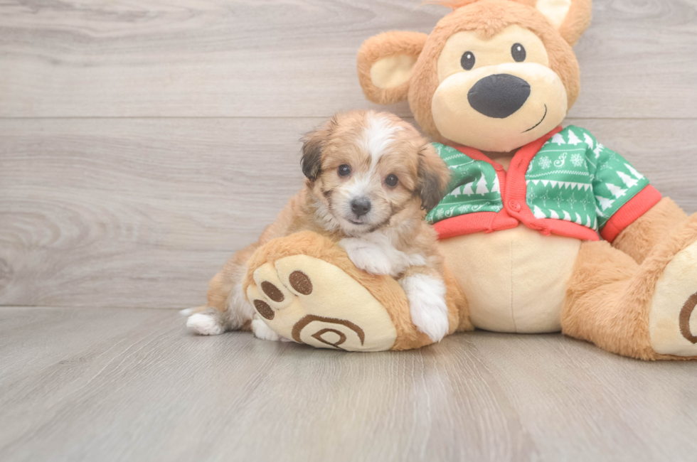 6 week old Aussiechon Puppy For Sale - Premier Pups