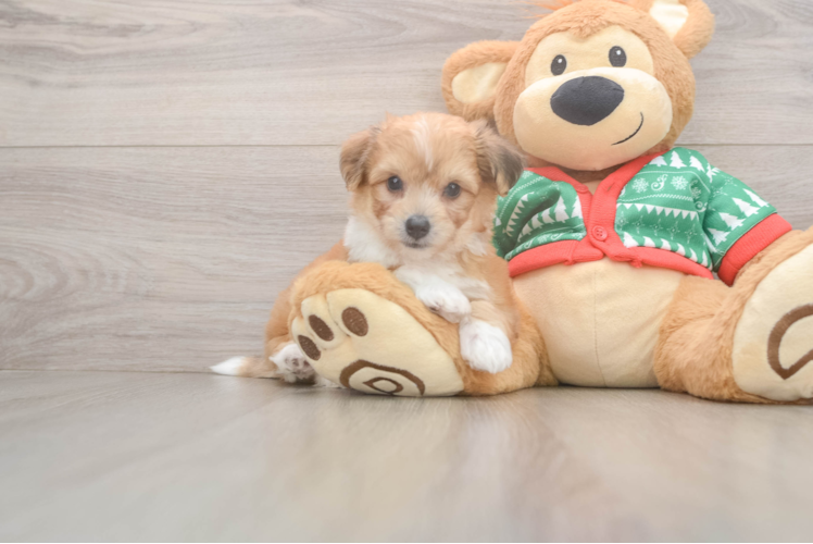 Best Aussiechon Baby