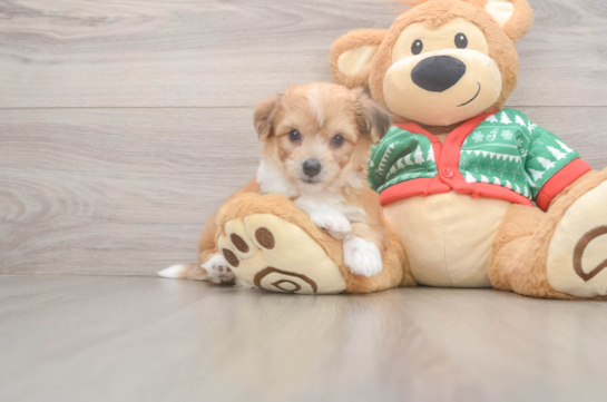 Best Aussiechon Baby