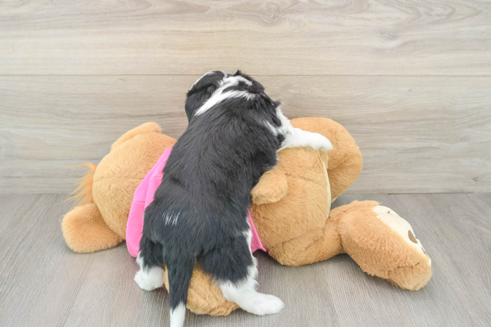 Best Aussiechon Baby