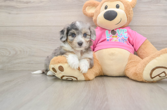 HOMAGE, a Aussiechon littermate