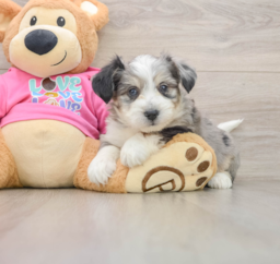 8 week old Aussiechon Puppy For Sale - Premier Pups