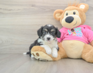 8 week old Aussiechon Puppy For Sale - Premier Pups