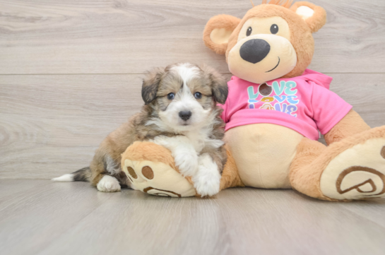HOVA, a Aussiechon littermate