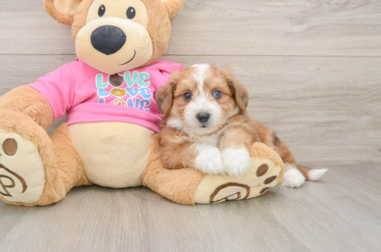 HURRICANE, a Aussiechon littermate