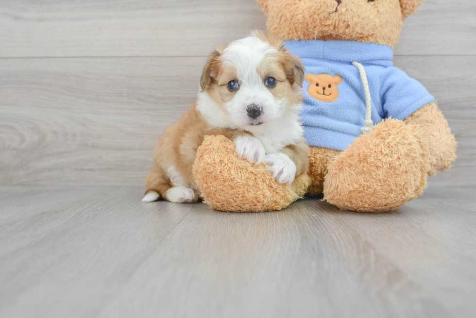 Best Aussiechon Baby