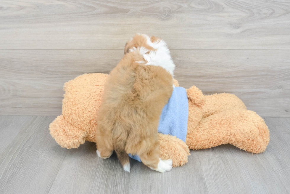 Aussiechon Pup Being Cute