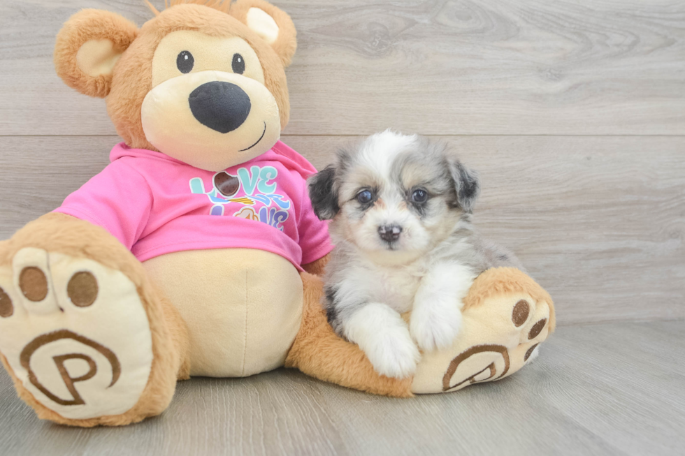 Little Aussie Bichon Designer Puppy