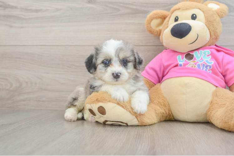 Best Aussiechon Baby