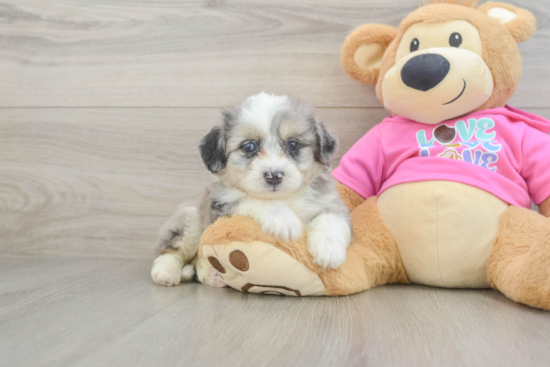 Best Aussiechon Baby