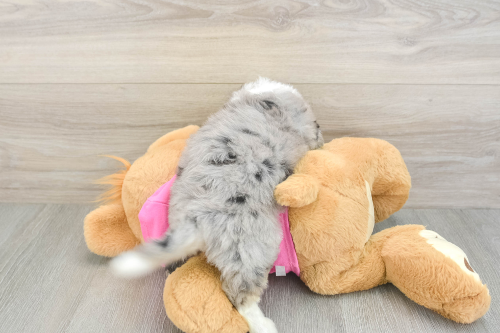 Energetic Aussie Bichon Designer Puppy