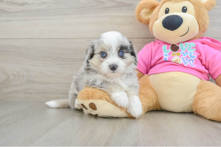 Friendly Aussiechon Baby