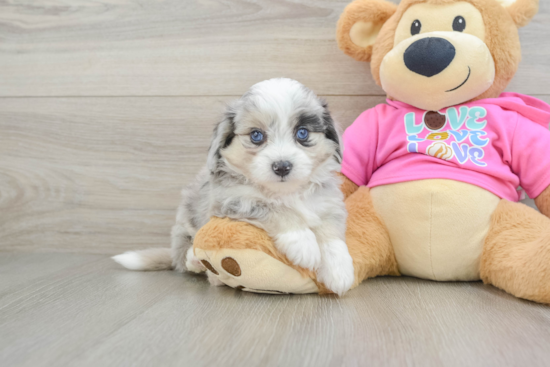 Friendly Aussiechon Baby