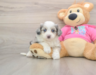 9 week old Aussiechon Puppy For Sale - Premier Pups