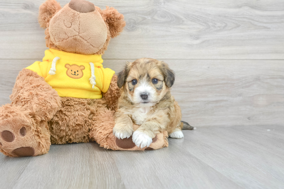 Adorable Australian Designer Puppy