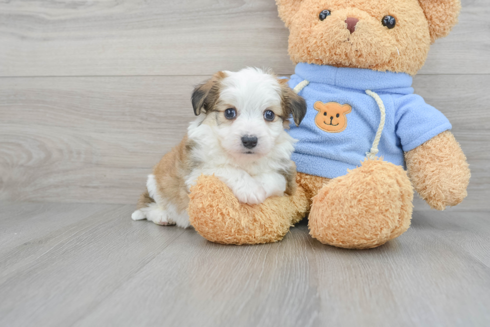 Aussiechon Puppy for Adoption