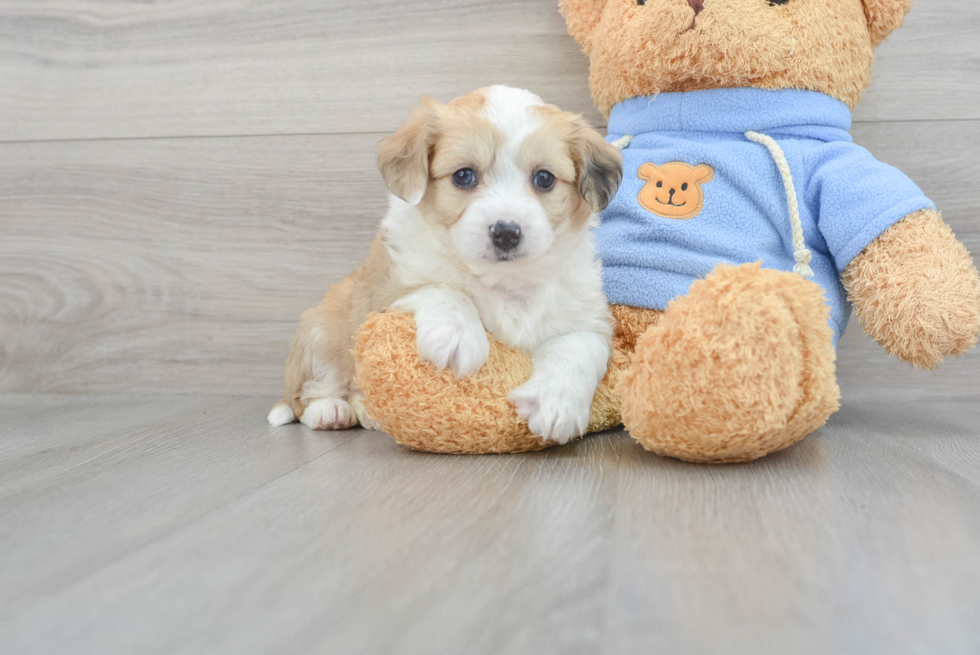Aussiechon Pup Being Cute