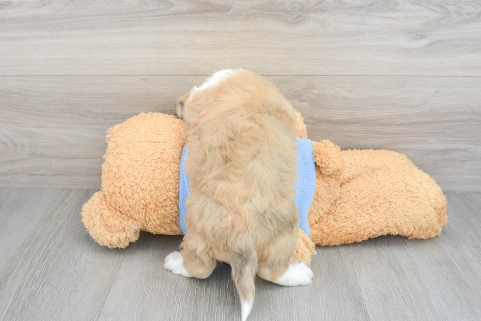 Aussiechon Pup Being Cute