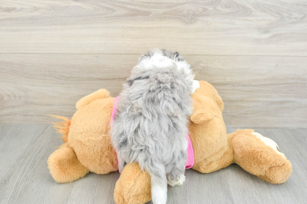 Aussiechon Pup Being Cute