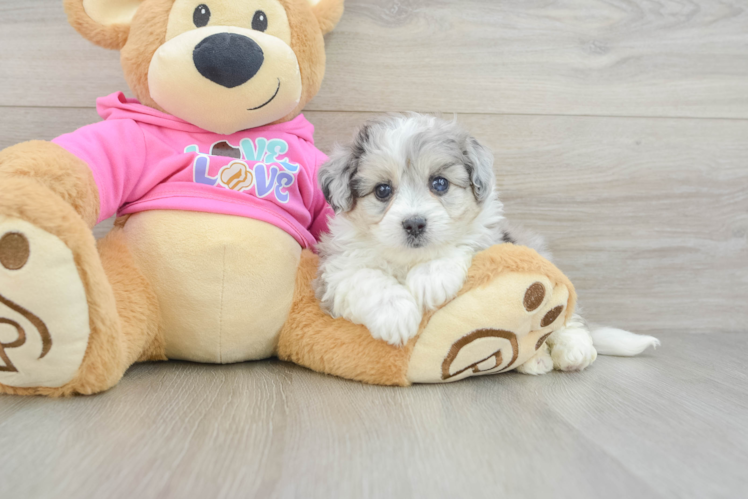 Cute Aussiechon Baby