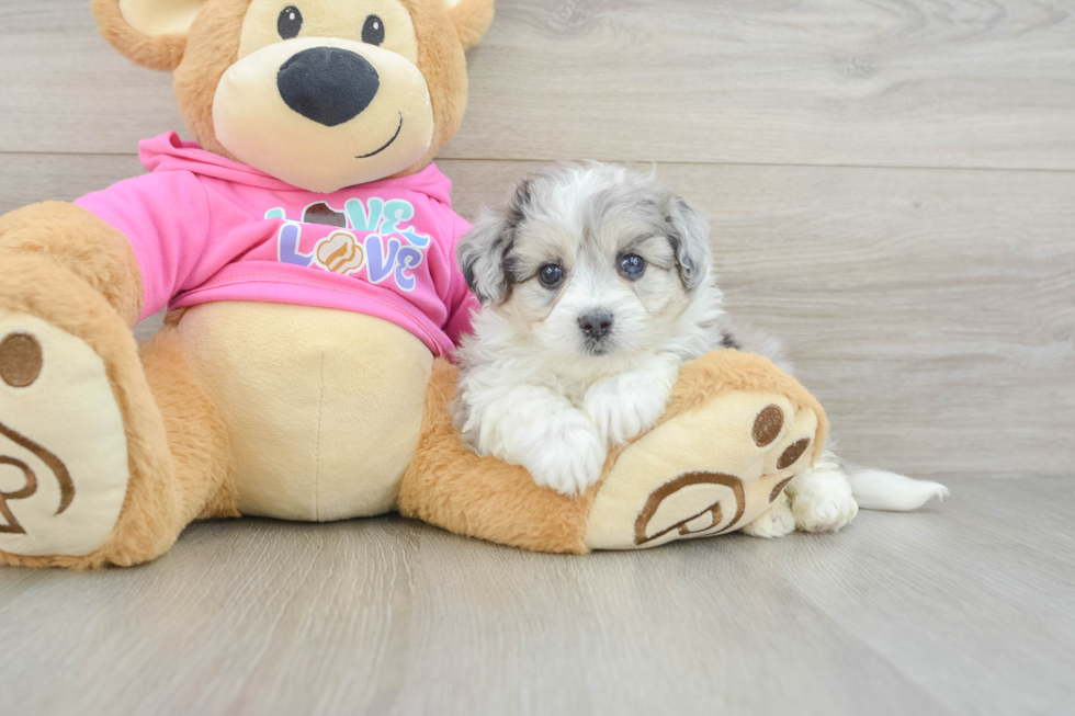 Cute Aussiechon Baby